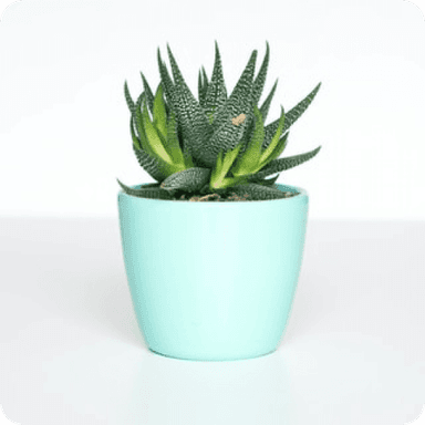 Green plant